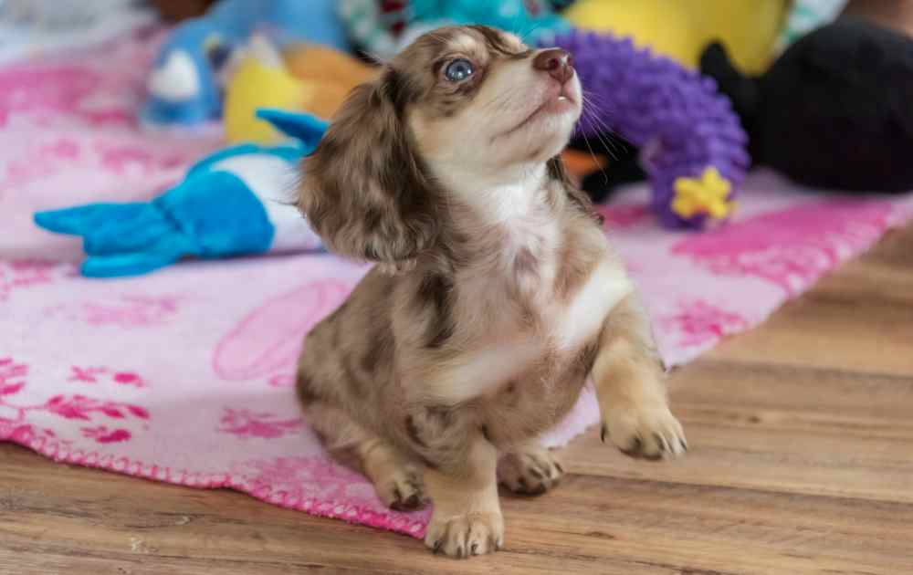 dachshund puppies training tips