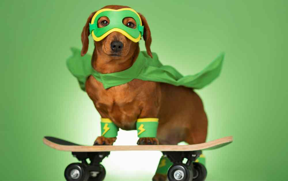 superhero costume for dachshund