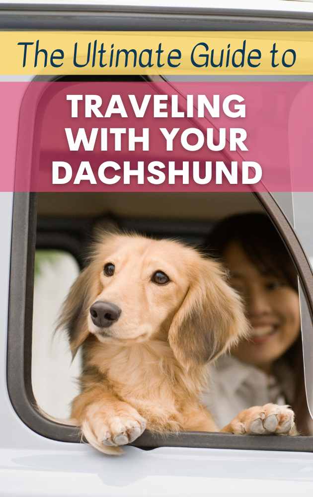 dachshund on vacation