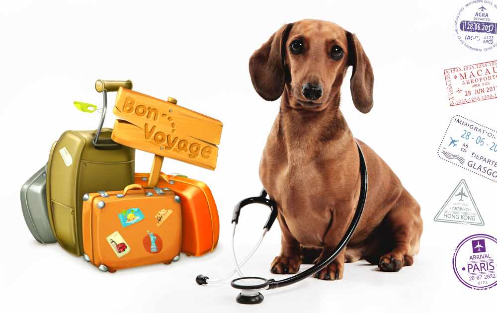 dog health when travelling
