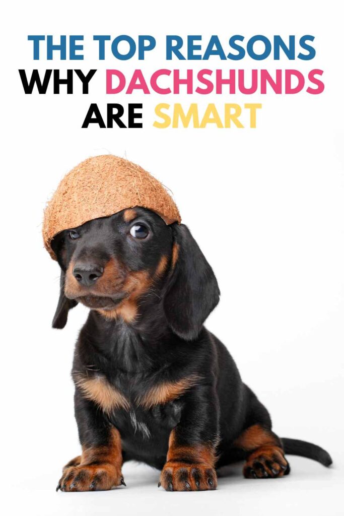 is my dachshund smart