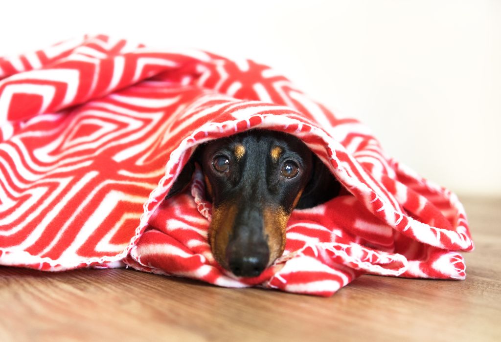 dachshund cosy blanket