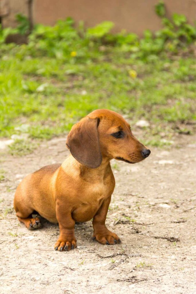 dachshund puppy sit command