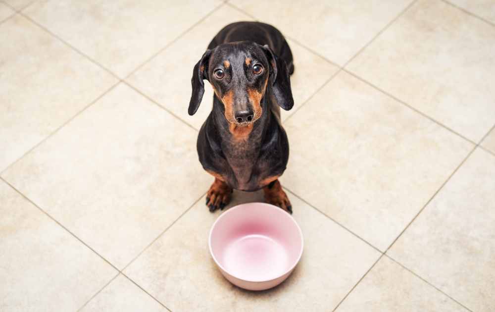 dogs food with probiotics