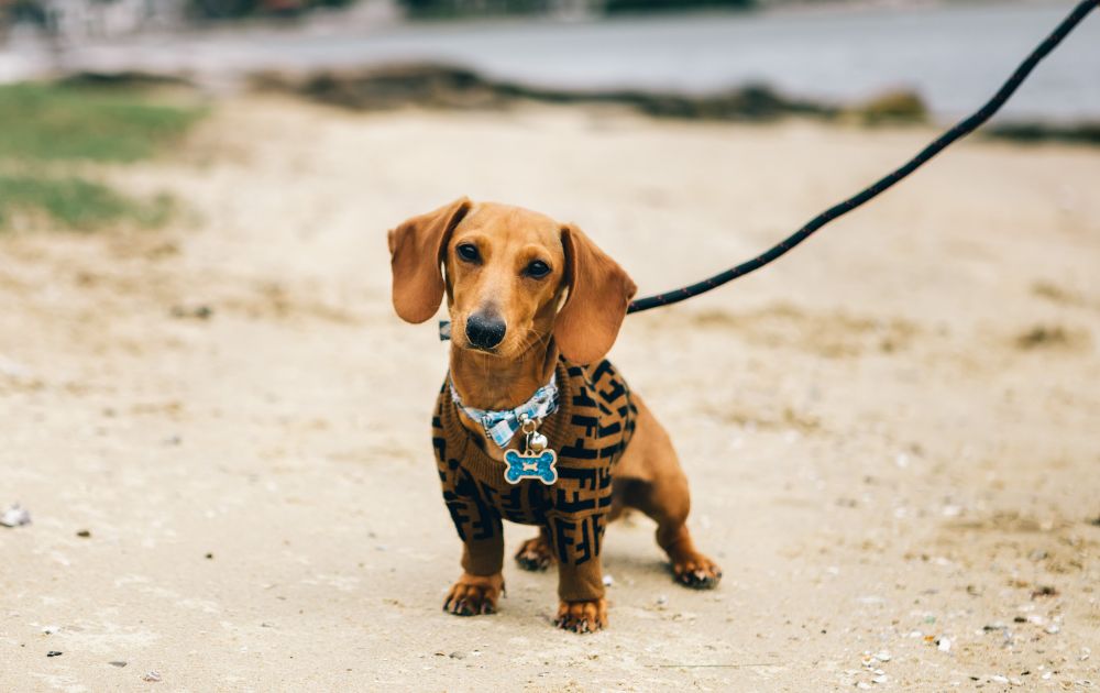 leash walking training for dachshund