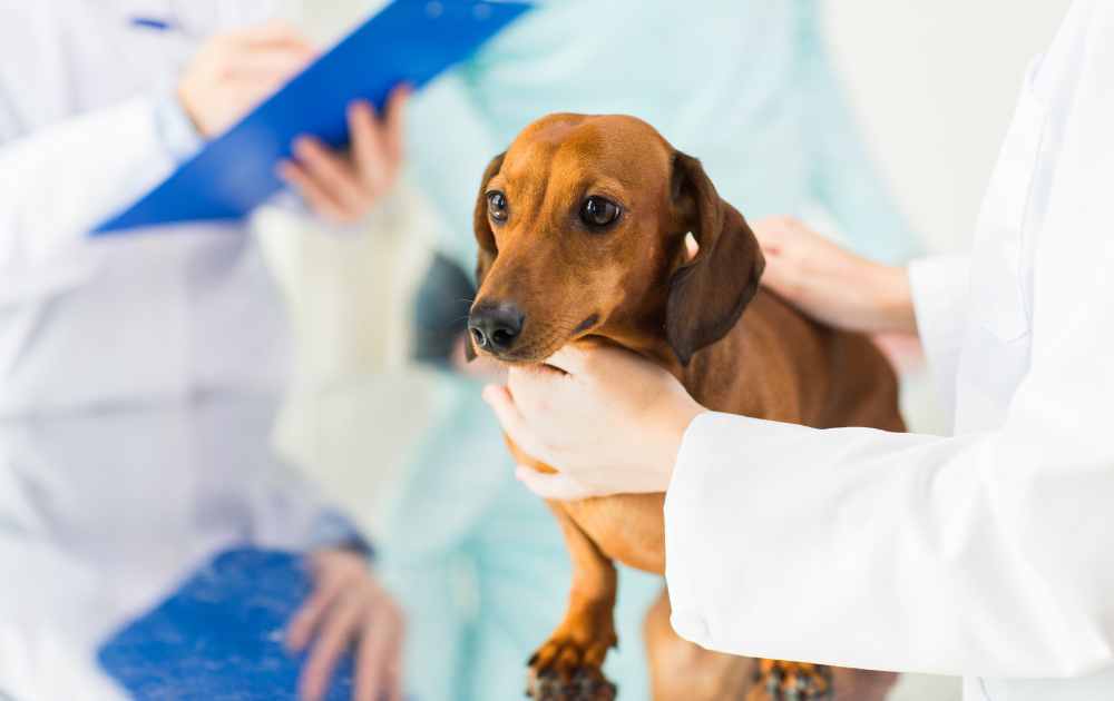 natural probiotics for dachshund