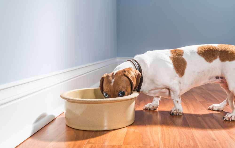 prebiotics and probiotics for dachshunds
