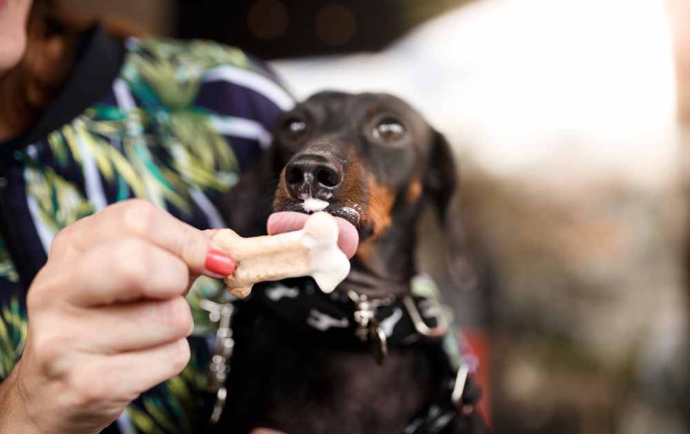 probiotic-rich food for dachshunds