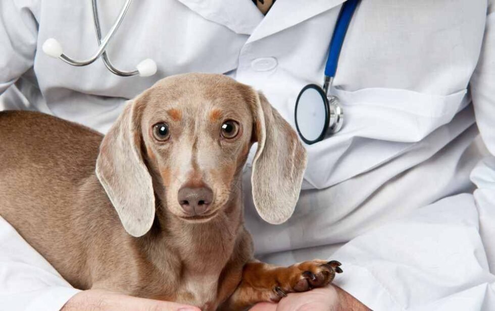 View of Probiotic-Rich Food For Dachshunds