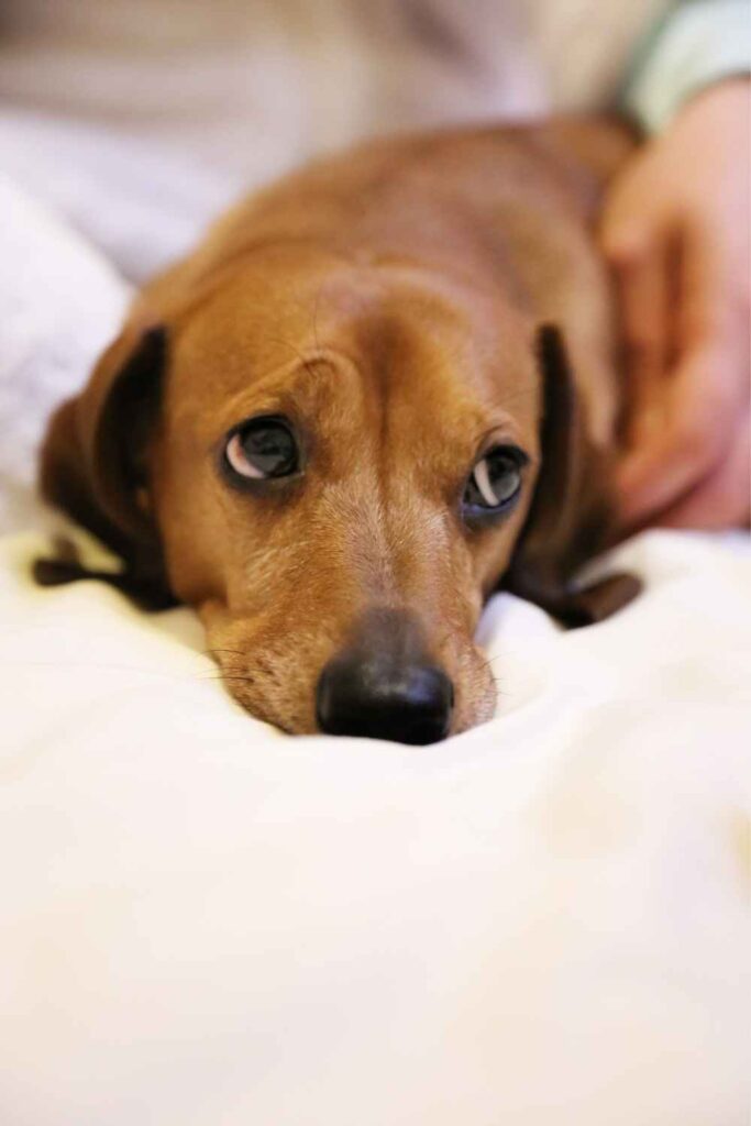 safe probiotics for dachshunds