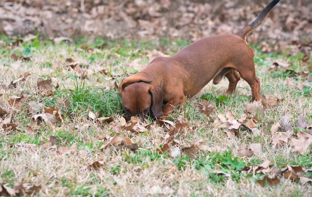 training dachshund puppy