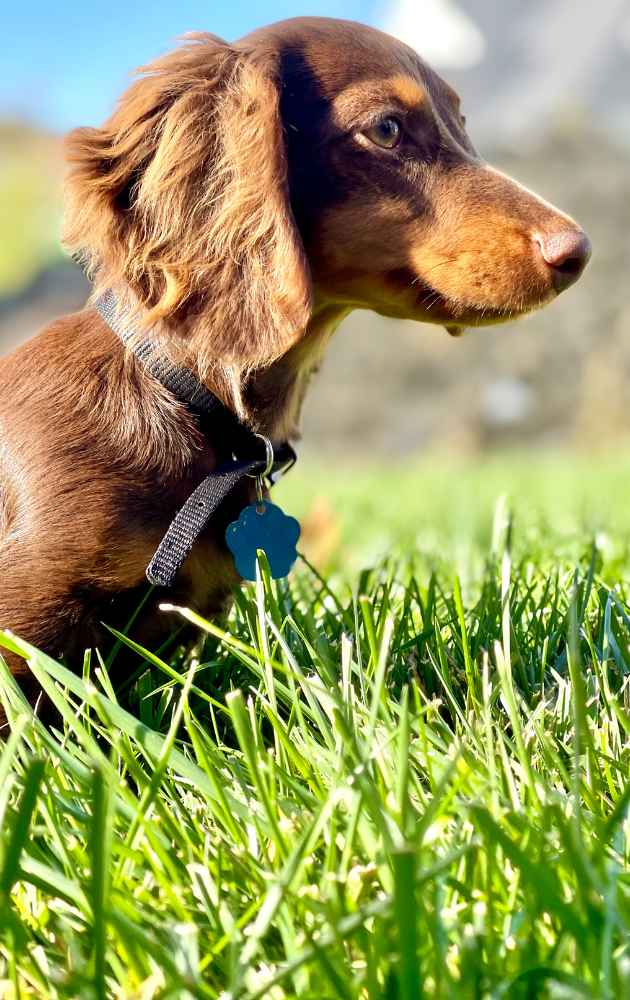 potty training for dachshund puppies