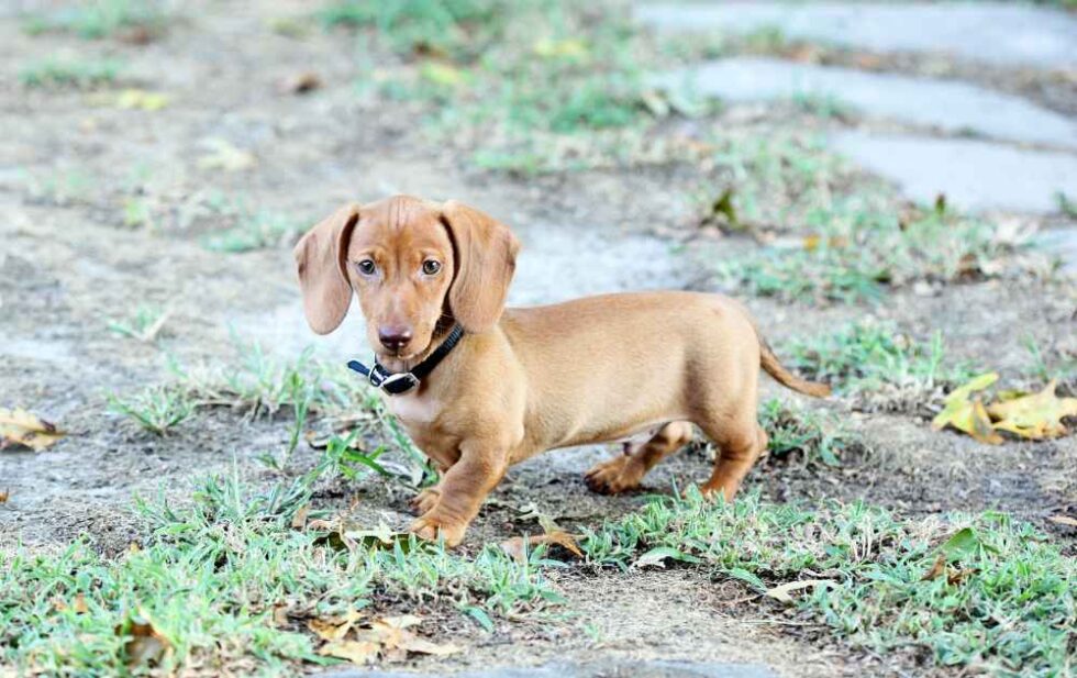 Understanding The Basics of Dachshund Potty Training