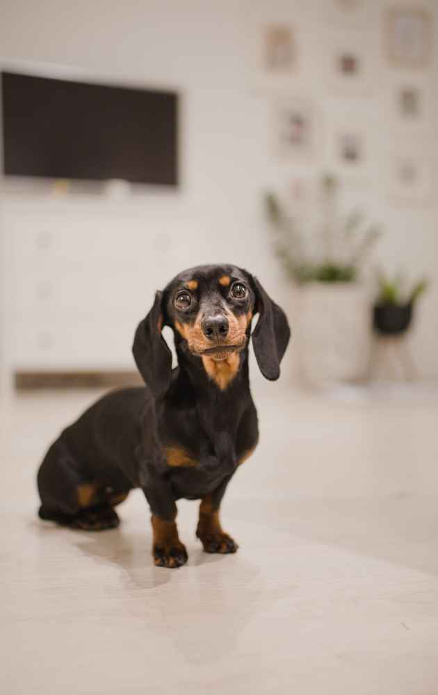 toilet training routine for dachshund puppy