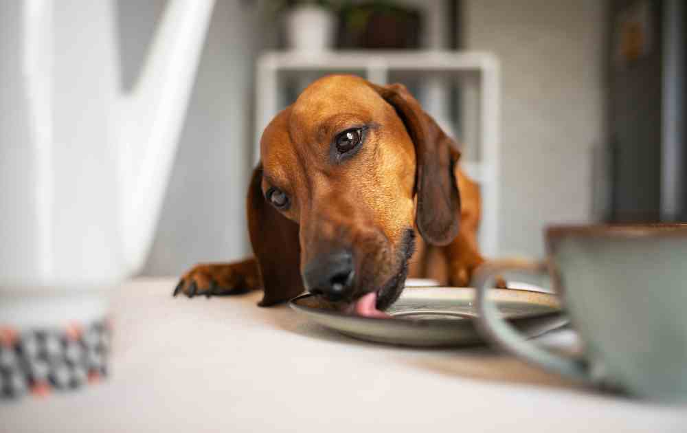 diet for dachshund what to choose