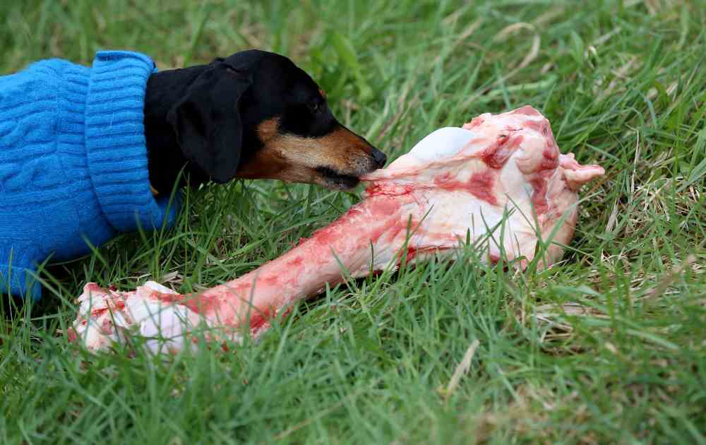 dachshund raw food diet 