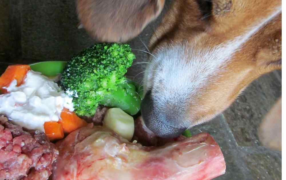 raw food for dogs 