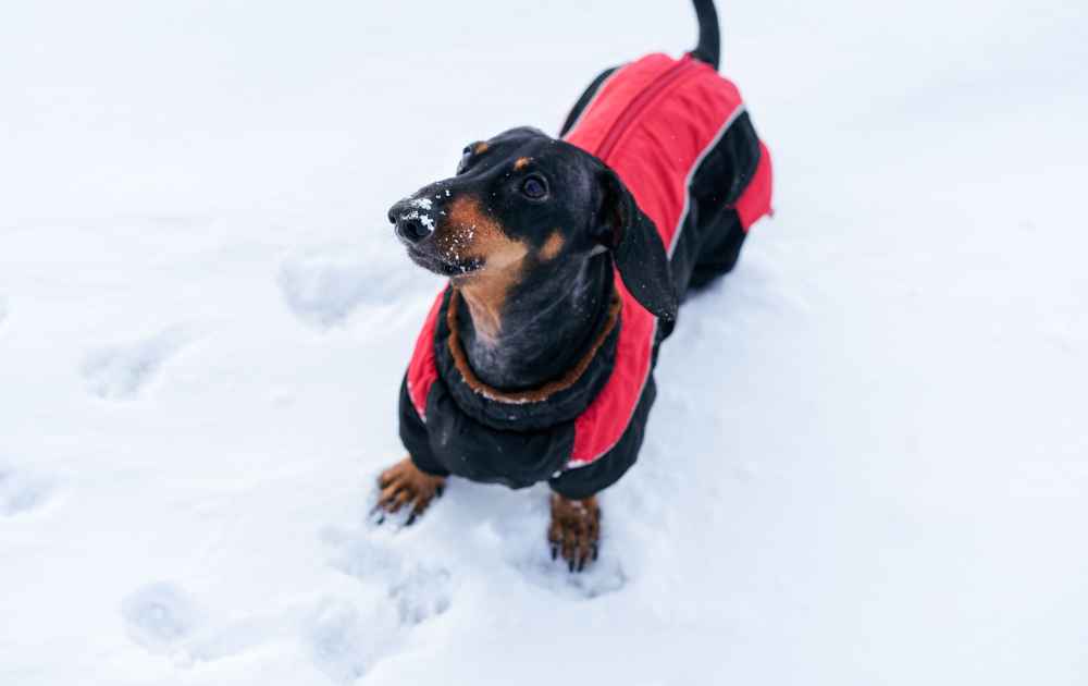 dachshund winter care 