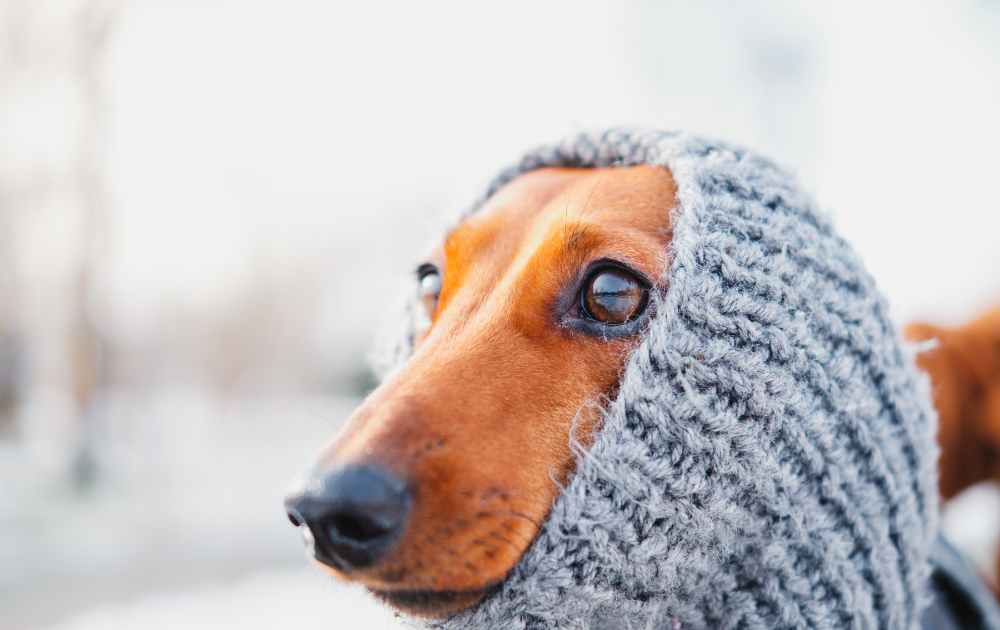 dachshund in a hat