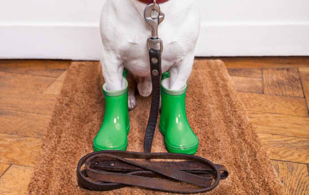 boots for dogs