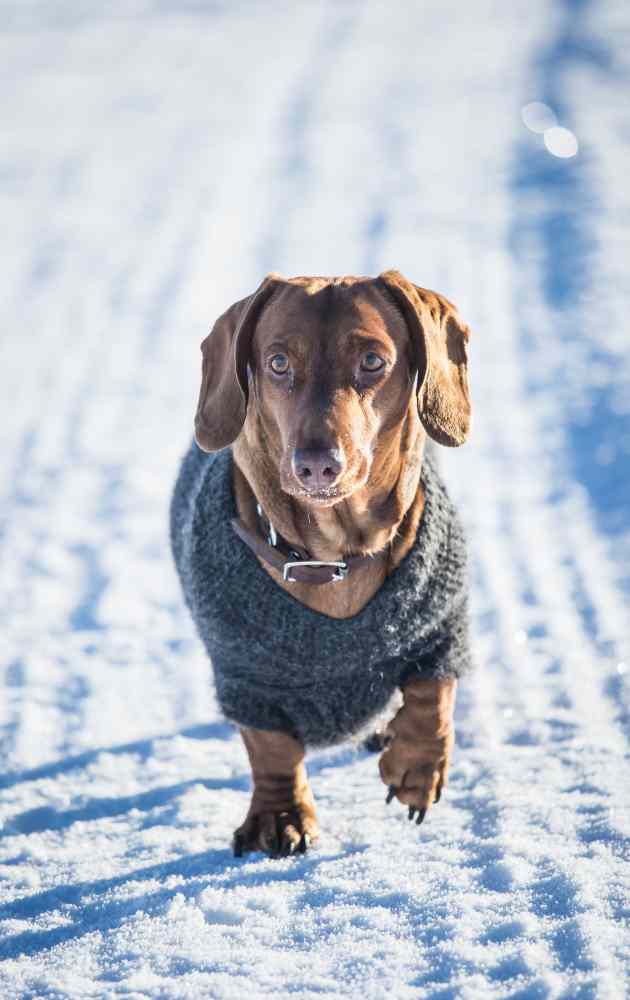 dachshund in winter