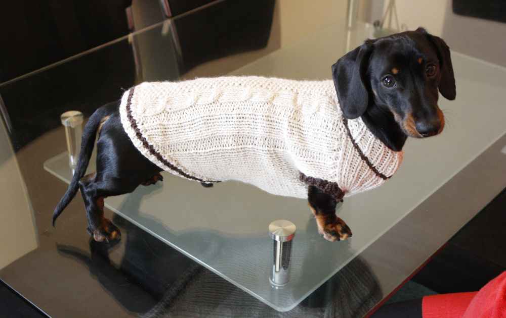 dachshunds sweaters 