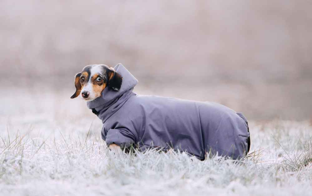 winter coat for dachshund