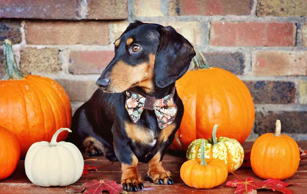 halloween with a dachshund