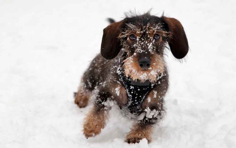 winter dog safety