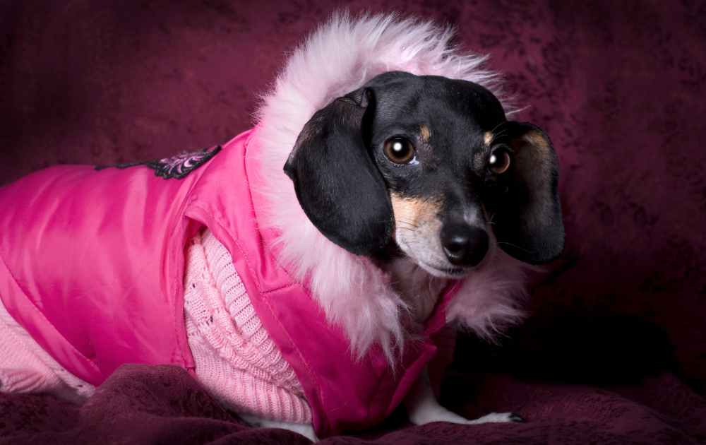 dachshund in a winter coat
