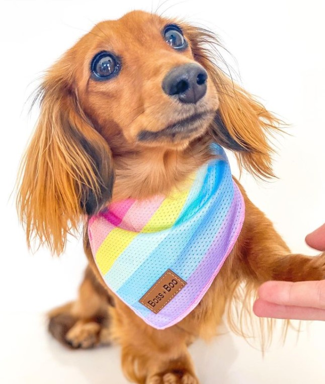 accessories for dachshunds