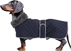 dachshund coat