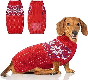 dachshund in sweater