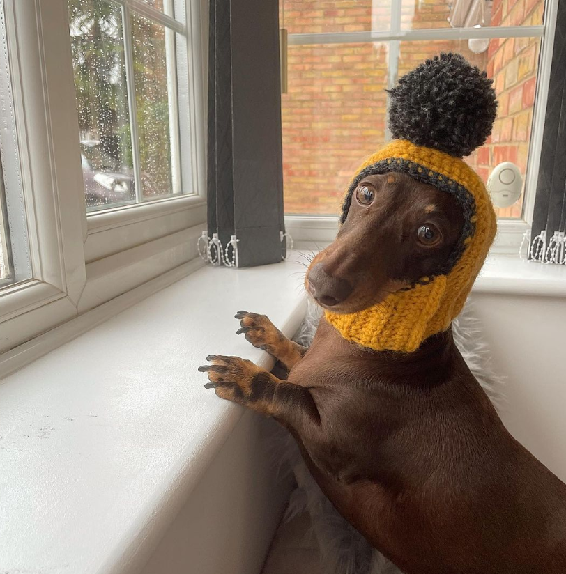 dachshund's winter snug