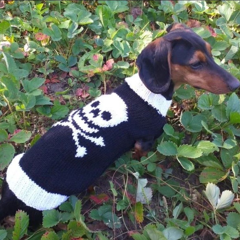 knitted sweater for dachshund