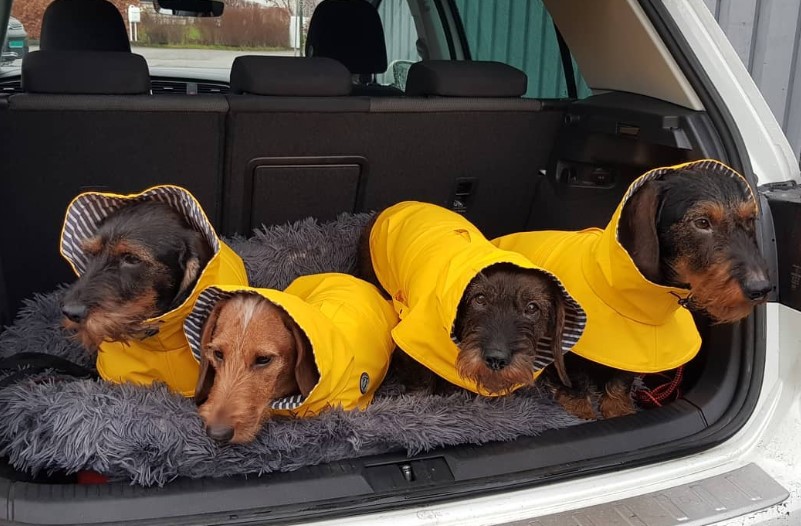 dachshunds raincoats