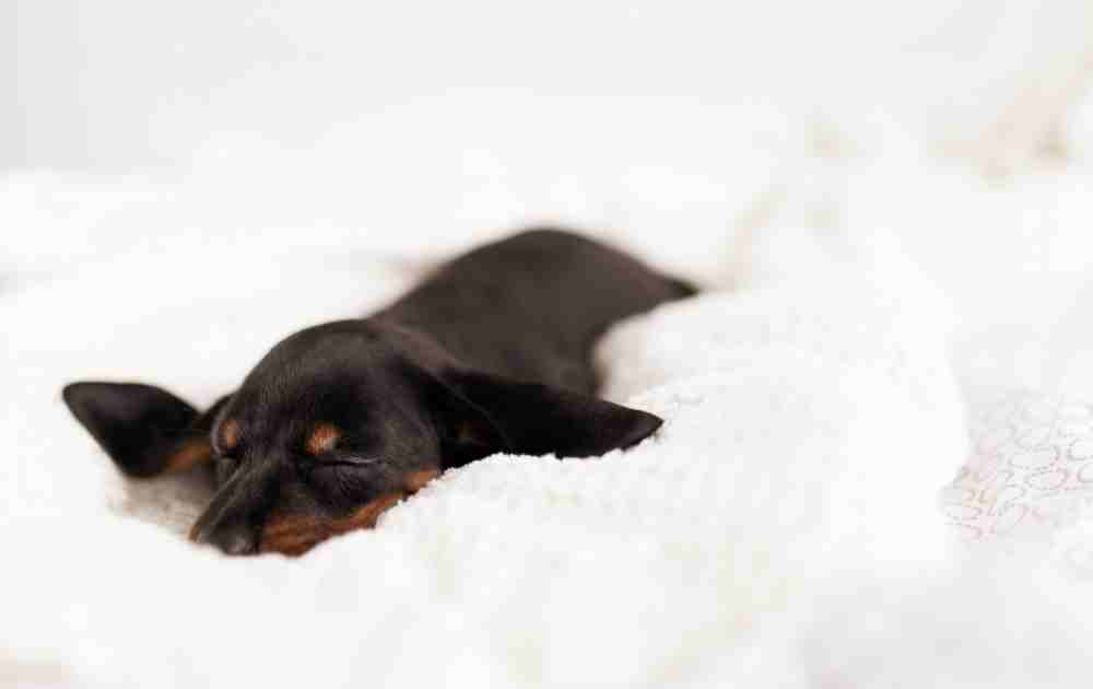 keeping dachshund warm