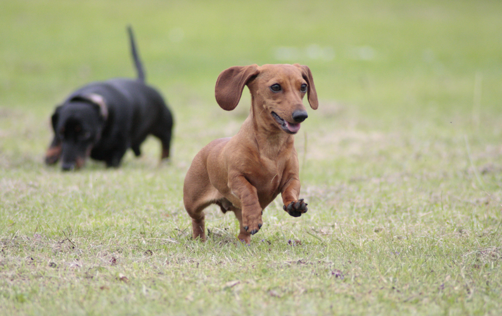 is miniature dachshund stubborn
