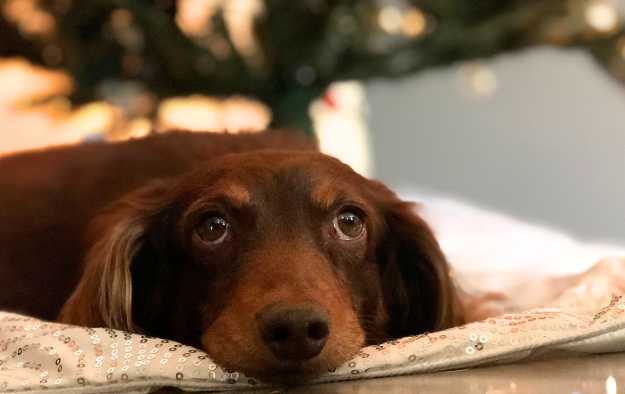 dachshund resting