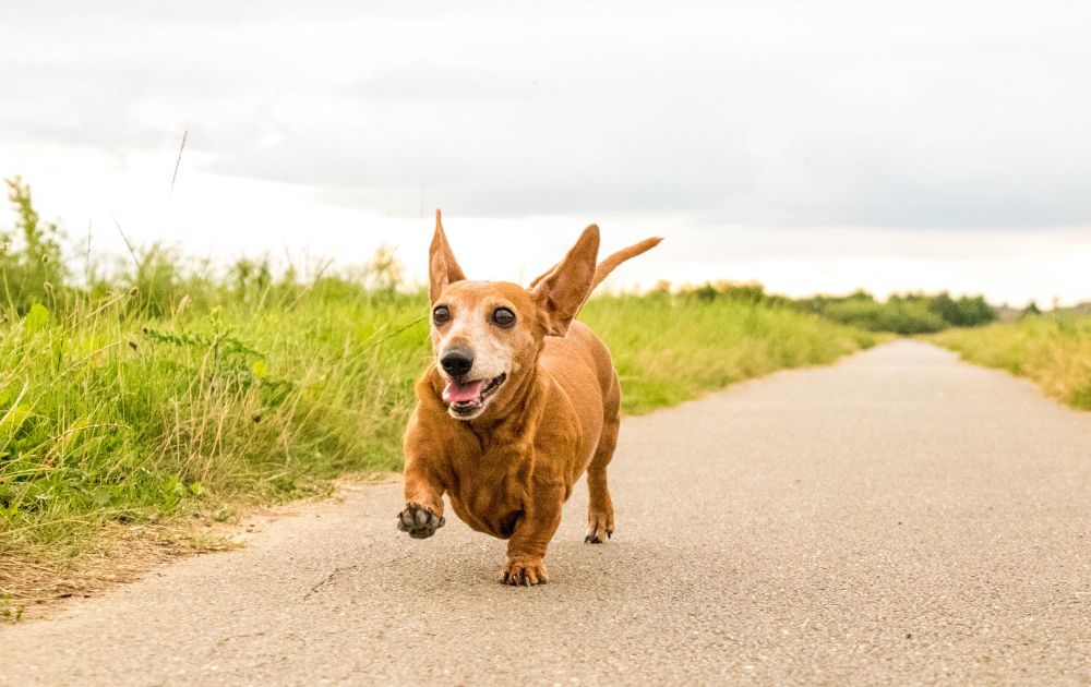 Running dachshund