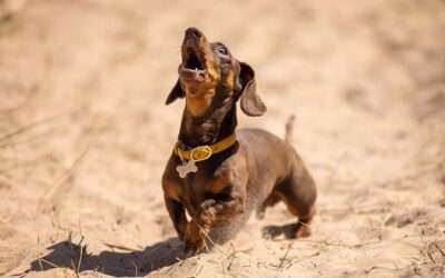 Why Your Dachshund Bark All The Time