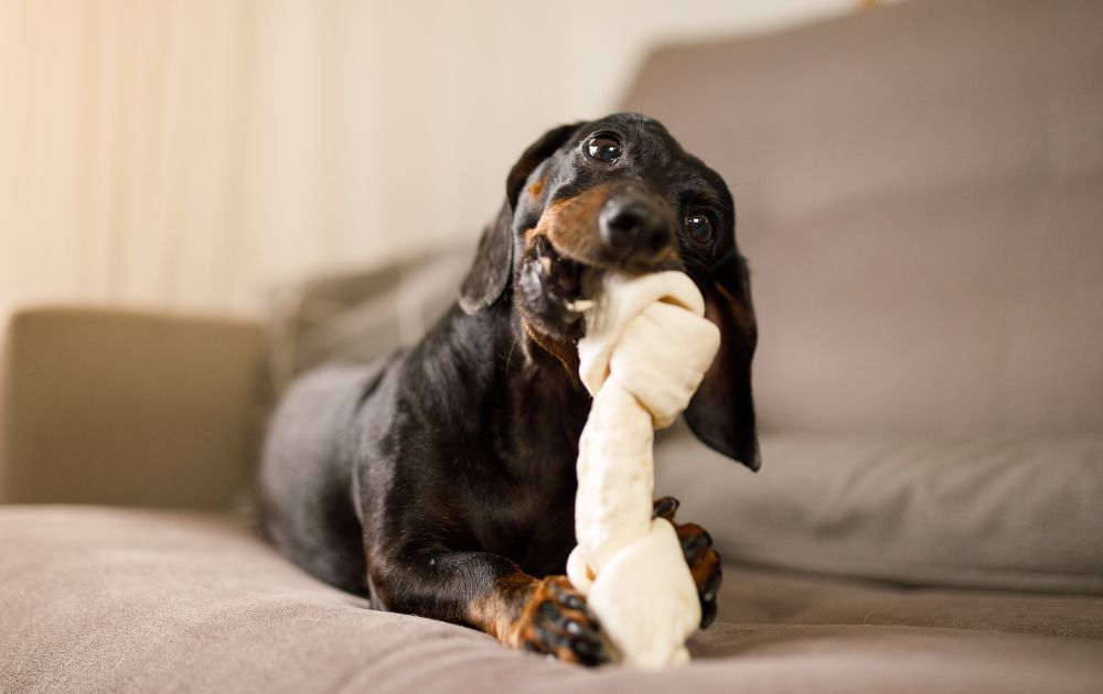 Dachshund playing with the toy
