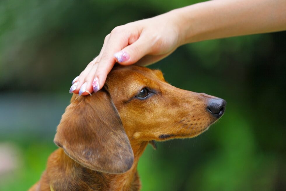 Dachshund Obedience Training: Tips For Training Your Dachshund In Basic ...