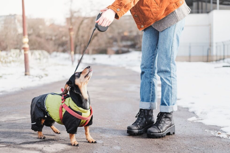 Dachshund Obedience Training: Tips For Training Your Dachshund In Basic ...