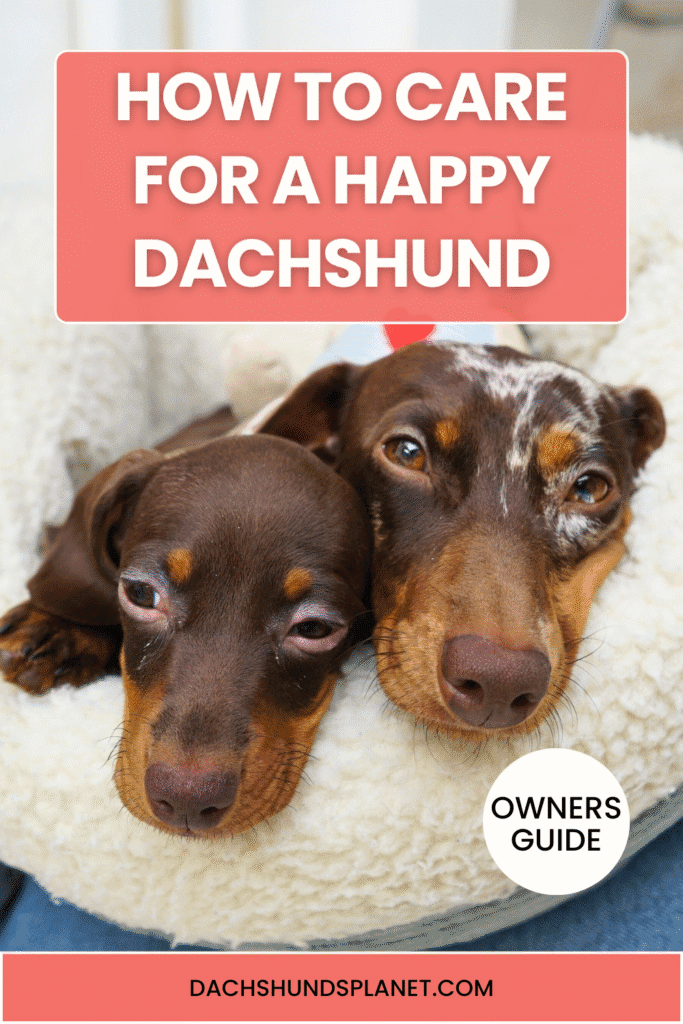 How to Care for a Happy Dachshund