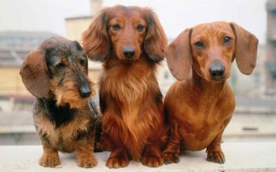 A Complete Guide to Dachshund Coats