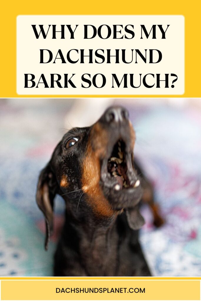 Why Does My Dachshund Bark So Much