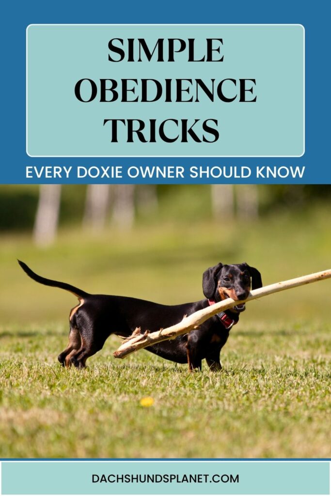 How to Train a Dachshund