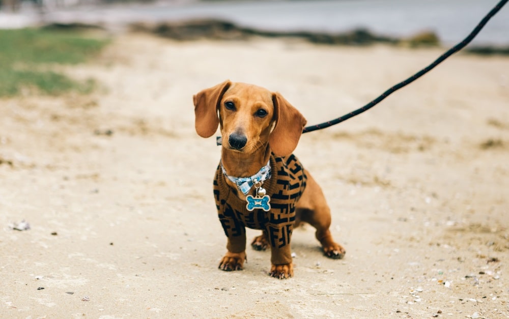 A harness for a small dachshund