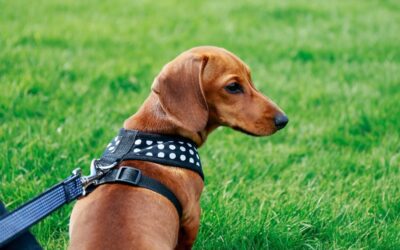 The Best Dachshund Harnesses for Safety and Comfort on Walks